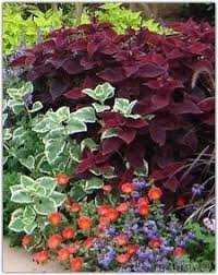 These qualities make them excellent choices for arid climates and rock gardens that still want a bright infusion of color when the dense clusters of flowers appear in summer. Pin By Barbara Bundgaard On How Would My Garden Grow Plants Heat Tolerant Plants Southern Garden