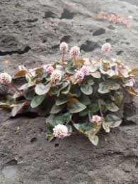 Image result for Buchnera capitata