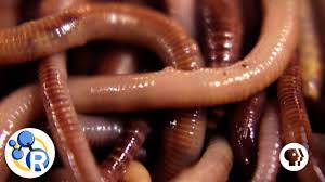 Earthworms fit into one of three classes based on their burrowing capabilities and the environments they inhabit: How Do Worms Turn Garbage Into Compost Youtube