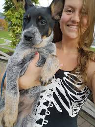 Is 35.6 pounds a reliable estimate for a buck's adult weight?