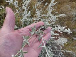 Image result for Aerva