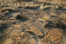 Image result for Coleochloa