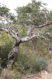 Image result for Boscia albitrunca