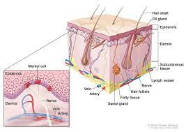 Peter, 2011 via wikimedia commons. Merkel Cell Carcinoma Facts Stages Symptoms Dana Farber Cancer Institute Boston Ma