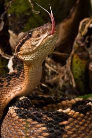 F O Fabforgottennobility Reptiles And Amphibians Poisonous Snakes Bushmaster