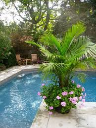 Love The Palm My Parents Did This Last Year And It Actually Did Great In Pa Weather Looks Great By The Pool Garten Palmen Garten Garten Landschaftsbau