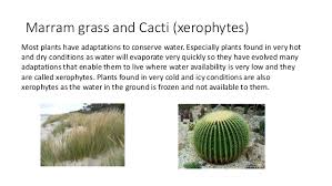Why does water lily have more stomata on its upper surface than lower surface? Adaptations Of Plants Xerophytes And Hydrophytes
