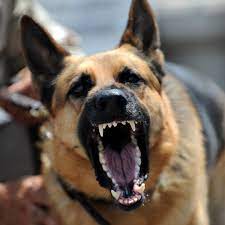 We did not find results for: I M Worried Is My German Shepherd Going To Bite Me German Shepherd Central