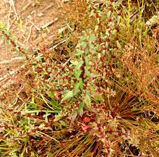 Image result for Ammannia aegyptiaca