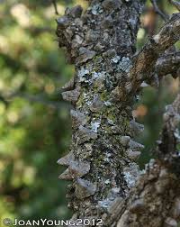 Image result for Acacia nigrescens