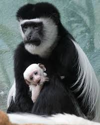 Baby Colobus Monkey Adorable But Wary Baby Animals Funny St Louis Zoo Animals Beautiful