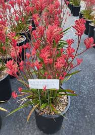 Image result for hakonechloa macra nicolas