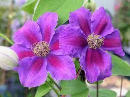 How to plant a clematis and cover walls, trellis, pergolas and wigwams. Transplanting Of Clematis Should Be Done In The Early Spring Home Garden Tulsaworld Com