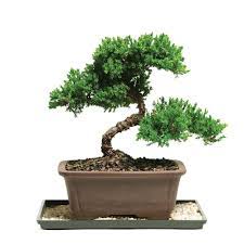 We did not find results for: Brussel S Bonsai Green Mound Juniper Bonsai Outdoor Dt 7079gmj The Home Depot