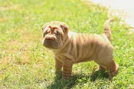 I recently read a recipe for ice cream in which one of the ingredients was i had a similar experience when i heard about the sharpei pug mixes who were coming into toronto. Shar Pei Lab Mix Complete Guide To This Lovable Combo Dogvills