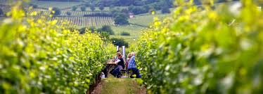 Ideal Zum Fahrrad Fahren Einkehren Und Ganz Viel Uber Weinanbau Und Reben Lernen Und Daswandern Durch Weinberge Vor Allem I Deutsche Weinstrasse Pfalz Ausflug