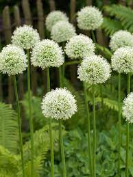 Allium Mount Blanc Large Ornamental Onion Bulbs 4 Etsy In 2020 Tall Plants Plants Allium Flowers