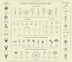 Plant Identification Key Download Herbal Academy
