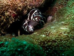 The jaws are housed in its throat and can be launched forwards to snag animals that the moray has already bitten. Moray Eel Facts And Beyond Biology Dictionary