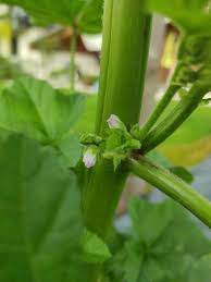 Image result for Malva verticillata