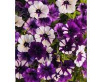 You can find seed packages that contain a mixture of different colored wave purple wave petunia seeds. Petunia Wave Seeds From Nickys Seeds