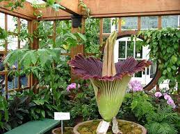 Titan Arum Bunga Bangkai Corpse Flower Amorphophallus Titanum Corpse Flower Amorphophallus Titanum Titan Arum