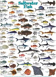 north coast fish identification guide north free download