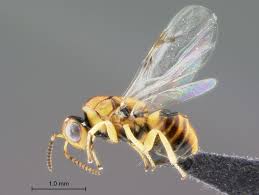 Image result for Tragiella natalensis