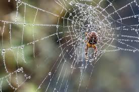 Spiders Are Your Friends The Seattle Times