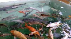 Metode ternak ikan lele di ember mudah untuk bantu masyarakat. Ternak Ikan Di Halaman Rumah Seru Youtube