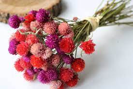 Pin On Dried Flowers