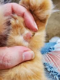 If they suspect that your cat has a bladder infection, the vet may submit a urine sample for culture. What Is This In My Cat S Pad Not The Dew Claw Toe Should I Remove It Cathelp