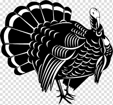 Bird Line Art Wild Turkey Thanksgiving Wing Blackandwhite Transparent Background Png Clipart Hiclipart Can we replicate a conservation success for this brushturkeys are actually megapodes, a family of birds only in australasia, polynesia, new guinea, and indonesian islands east of the wallace line. bird line art wild turkey