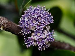 Image result for Memecylon torrei