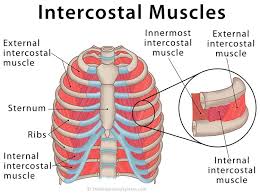 The rib cage has three important purposes : Intercostal Muscles Definition Location Anatomy Functions