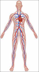 circulatory & respiratory system - LOMS 7th GRADE SCIENCE CLASS