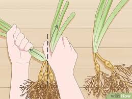 Catherine moravec, horticulturist with colorado yard care, will show you where to cut. How To Divide And Transplant Daylilies 13 Steps With Pictures