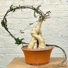 Image result for Raphionacme lanceolata