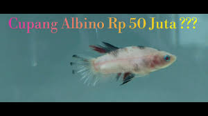 Ikan ini termasuk dalam golongan hewan tanpa tulang belakang dan dikenal sebagai ikan paling setia pada pasangan. Ikan Cupang Albino Dari Padang Youtube