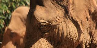 Whatever brings you to the festival, you are sure to. Petition Demand An End To Elephant And Camel Rides At The Maryland Renaissance Fair