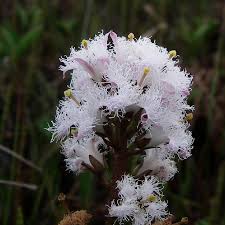 Image result for Menyanthaceae