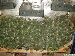 Make sure the rest of the space is ventilated well enough that the mh bulbs don't raise the temperature above 85 degrees. Led Vs Hps 420 Magazine