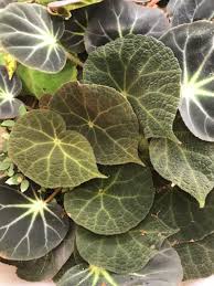 Image result for Begonia nyassensis
