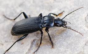 Black Beetle Stink Bug Oops Beetle Insect Insect Collection Black Beetle