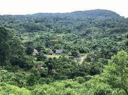 Plant Medicine, Ayahuasca, and Indigenous Culture in the Southern Peruvian  Amazon