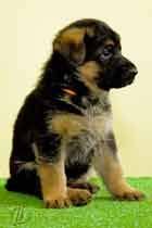 pitomnik nemeckih ovcharok i shipperke fam boing v nizhnem novgorode nemeckij