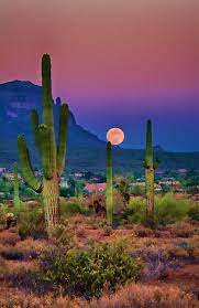 Find over 100+ of the best free arizona desert images. Beautiful Arizona Nature Photography Beautiful Landscapes Beautiful Nature