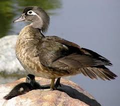Wood Duck Female With Young Wood Ducks Aquatic Birds Bird Pictures