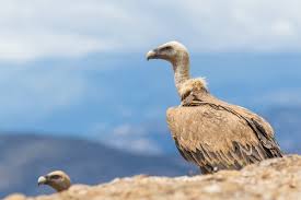 Jahrhunderts war der bartgeier in den alpen ausgerottet. 0pbr6suwjjstcm