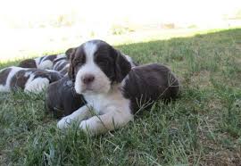 Springerdoodle puppy (english springer spaniel / poodle mix breed dog). English Springer Spaniel Puppy For Sale Adoption Rescue For Sale In Wickenburg Arizona Classified Americanlisted Com